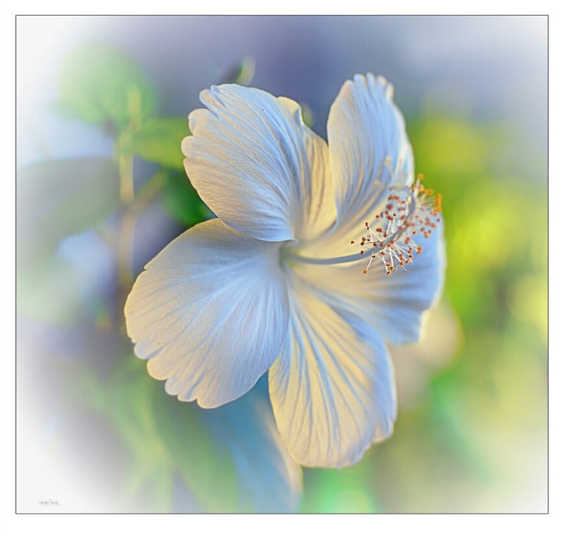 цветы - сер.цветы - оригинал