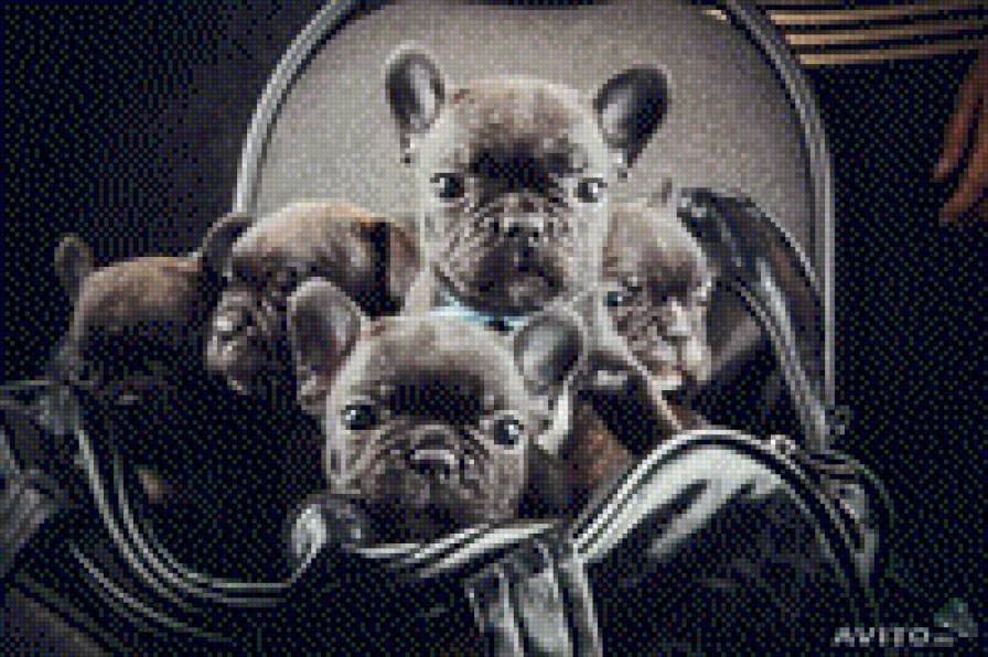 французики - бульдожки, щенята, собаки - предпросмотр