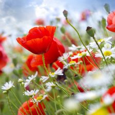 Схема вышивки «маки на ветру»