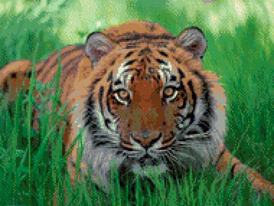 Тигр в траве - предпросмотр