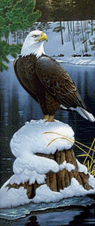 Орел - птицы, орел - предпросмотр