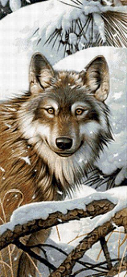 Волк - зима, животные, пейзаж, волки - предпросмотр