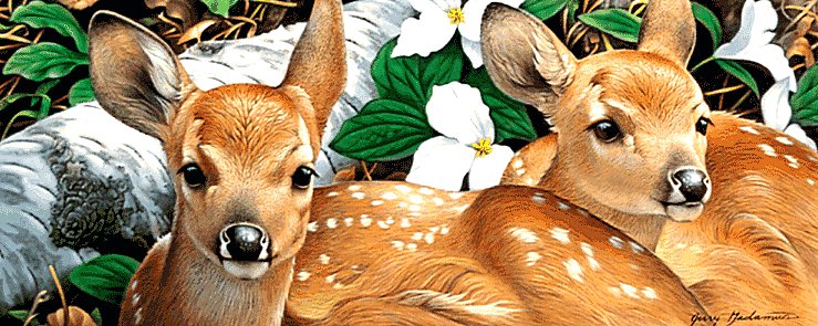 Оленята - детеныши, олени, животные, оленята - оригинал