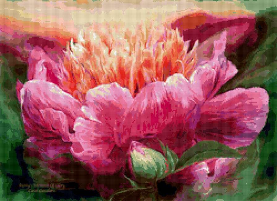 пион - пион, цветы - предпросмотр