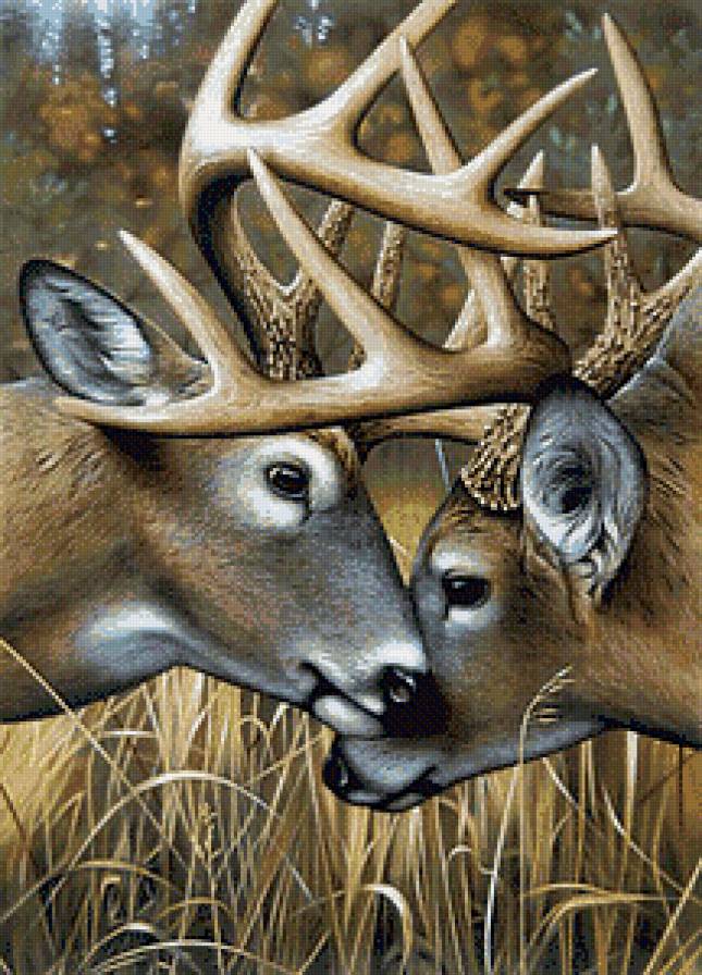 Олени - олени, животные - предпросмотр