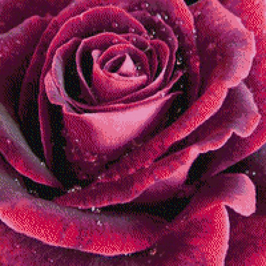 роз бор - предпросмотр