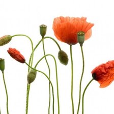 Схема вышивки «Маки»