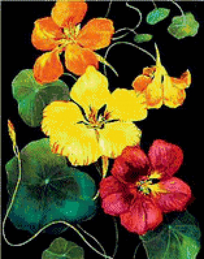 настур - предпросмотр