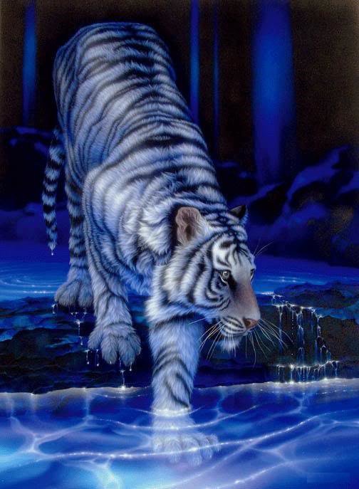 тигр - животные, тигр, вода - оригинал