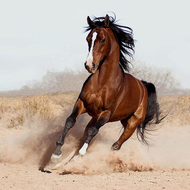 лош - оригинал