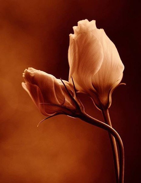 Серия "Цветы" 2 - розы, цветы - оригинал