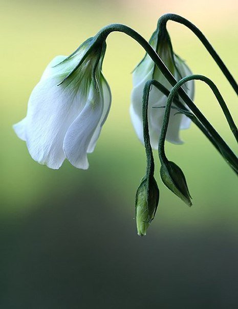 Серия "Цветы" 3 - цветы - оригинал