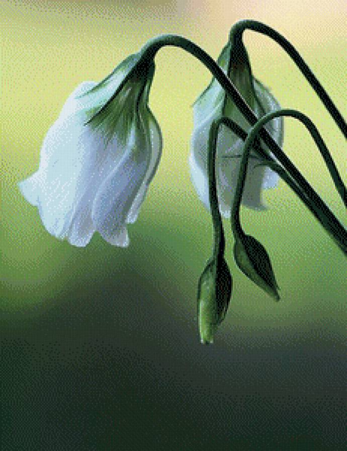 Серия "Цветы" 3 - цветы - предпросмотр