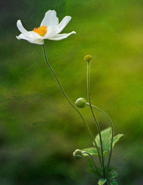 Серия "Цветы" 6 - цветы, ромашки - оригинал