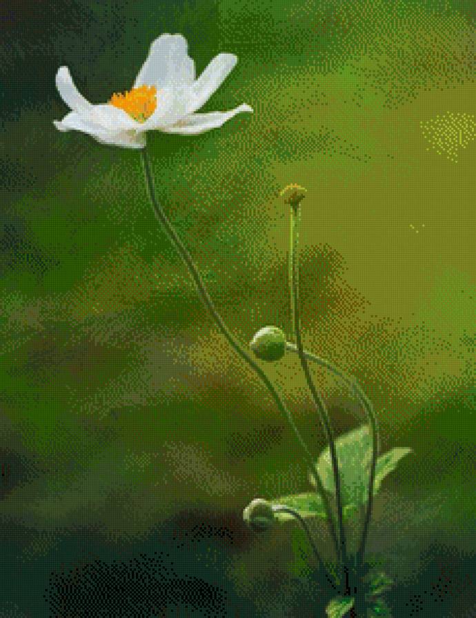 Серия "Цветы" 6 - цветы, ромашки - предпросмотр