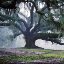 Схема вышивки «дерево»