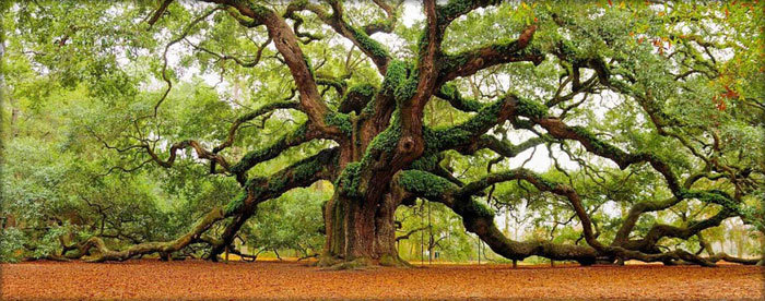 дерево2 - оригинал