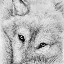 Схема вышивки «Волк»