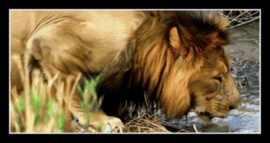 Лев - животные, дикие кошки - предпросмотр