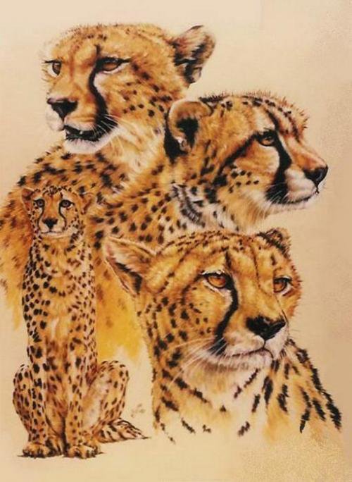 Гепард - животные, дикие кошки - оригинал