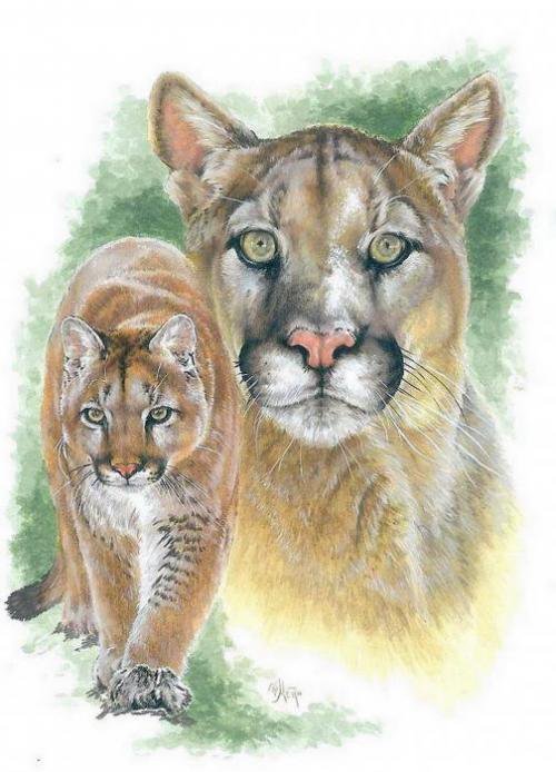 Пумы - дикие кошки, животные - оригинал