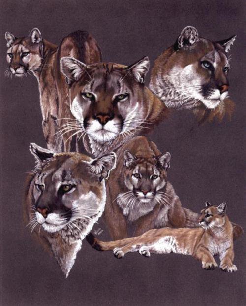 Пума - дикие кошки, животные - оригинал