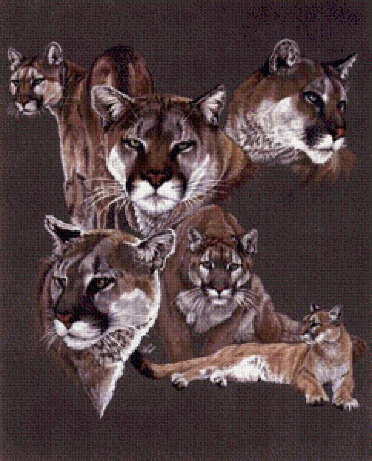 Пума - животные, дикие кошки - предпросмотр