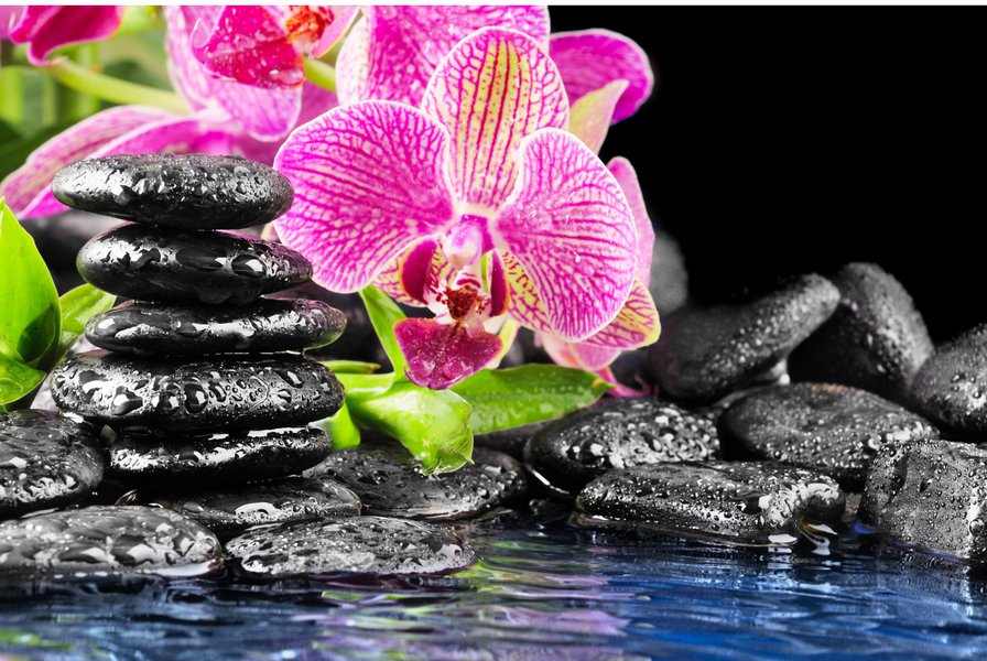 орхидея - цветы - оригинал