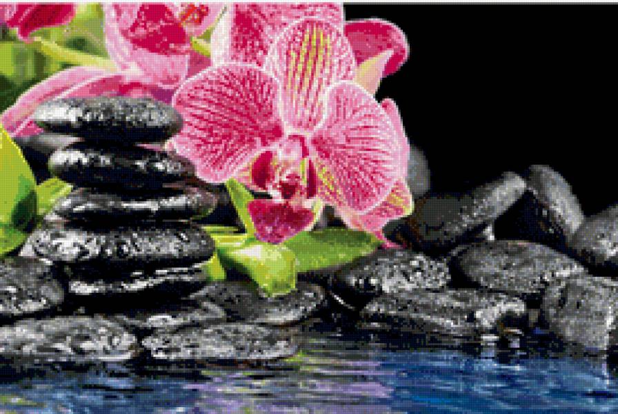 орхидея - цветы - предпросмотр