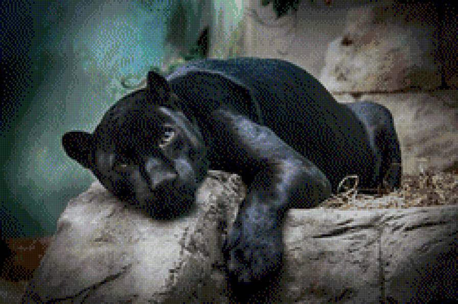 Пантера - пантера, кошка, животные - предпросмотр