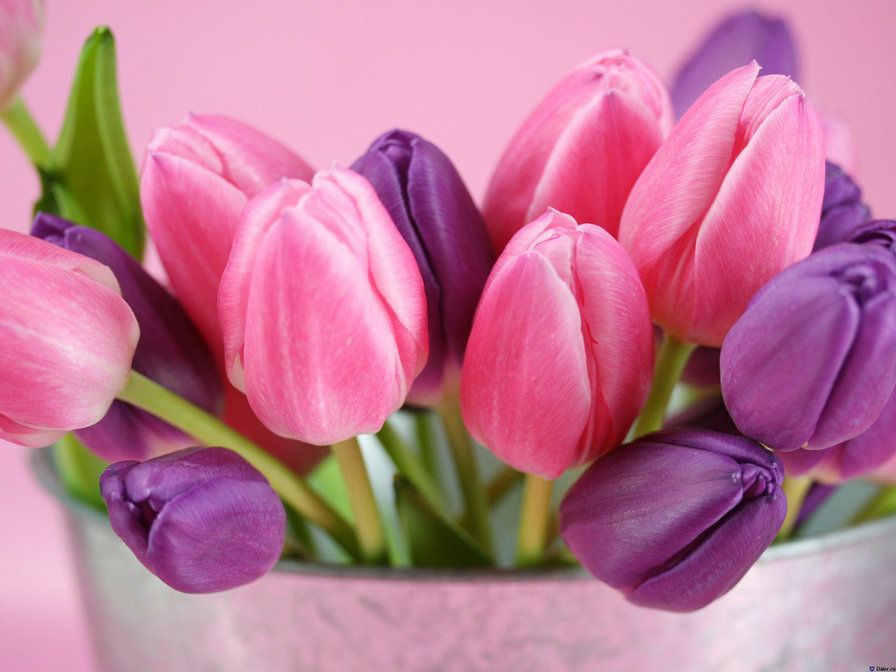 Сиренево-розовые тюльпаны - оригинал