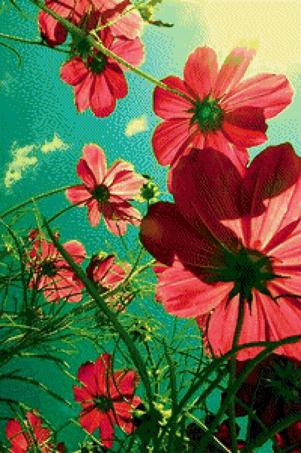 Космеи - предпросмотр