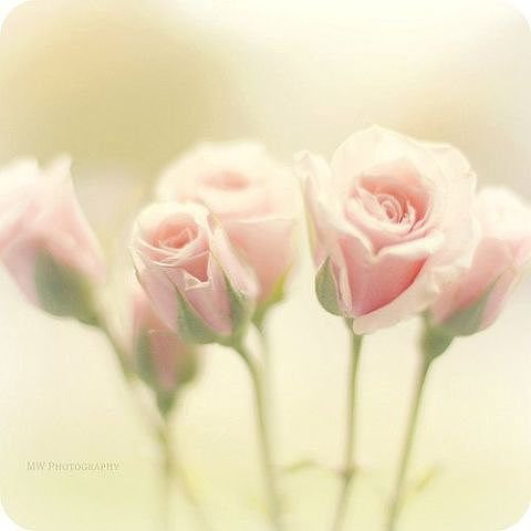 нежнейшие розы - оригинал