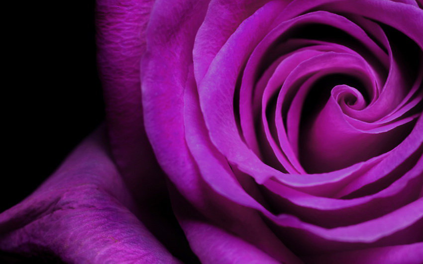 СИРЕНЕВАЯ РОЗА - розы, цветы - оригинал