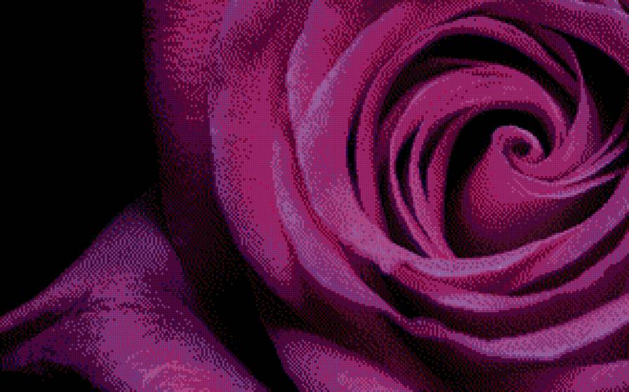 СИРЕНЕВАЯ РОЗА - розы, цветы - предпросмотр