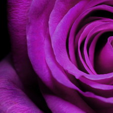 Схема вышивки «СИРЕНЕВАЯ РОЗА»