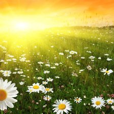 Схема вышивки «солнечный день»