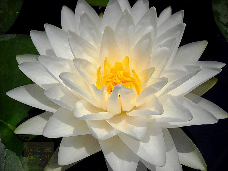 ЕЩЕ БЕЛЫЙ ЛОТОС - цветы, лотос - оригинал