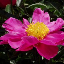 Схема вышивки «чудо»