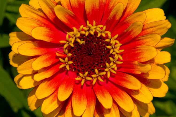 чудо - цветы - оригинал