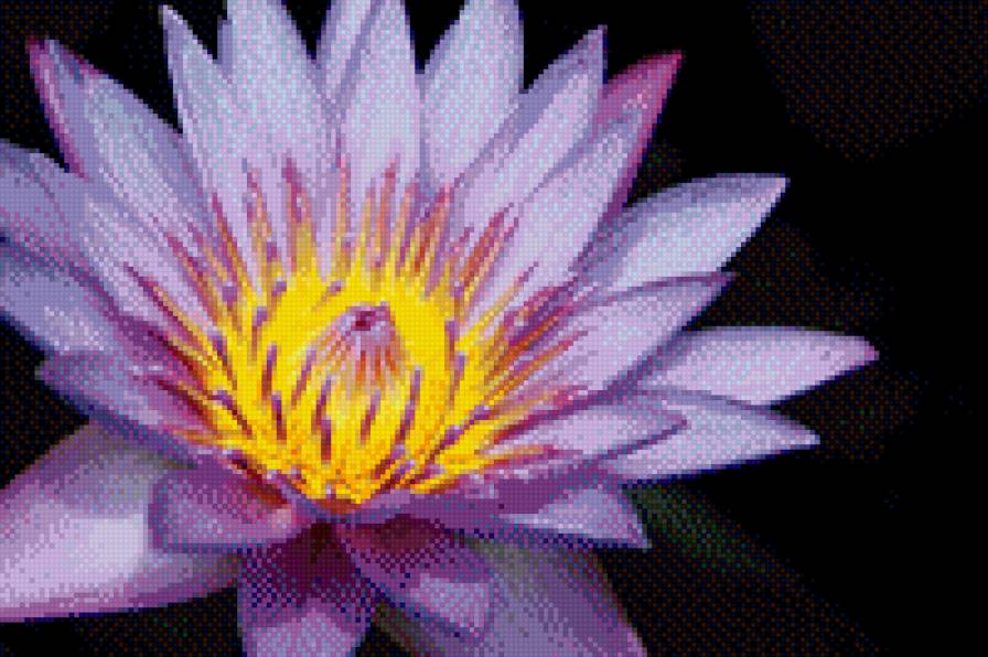 красивый цветок - красота, цветы - предпросмотр