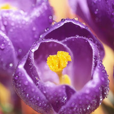 Схема вышивки «тюльпаны»