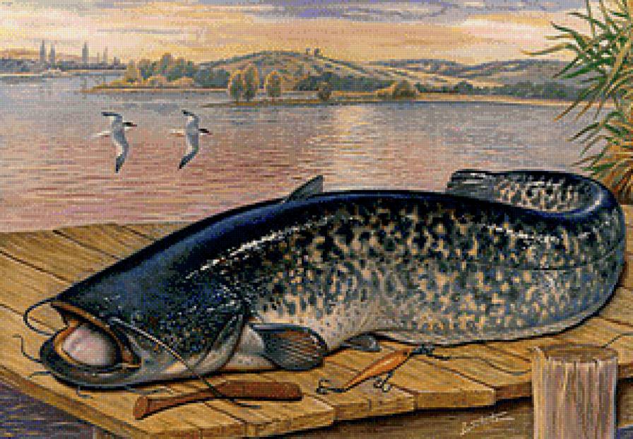 Сом - рыбалка, река, рыба, пейзаж - предпросмотр