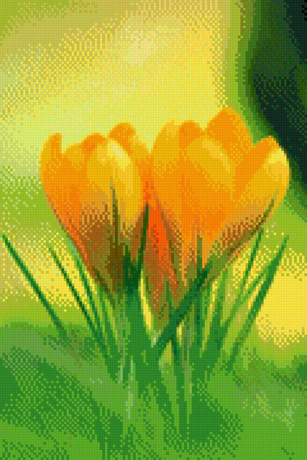 крокусы - крокусы, цветы, весна - предпросмотр