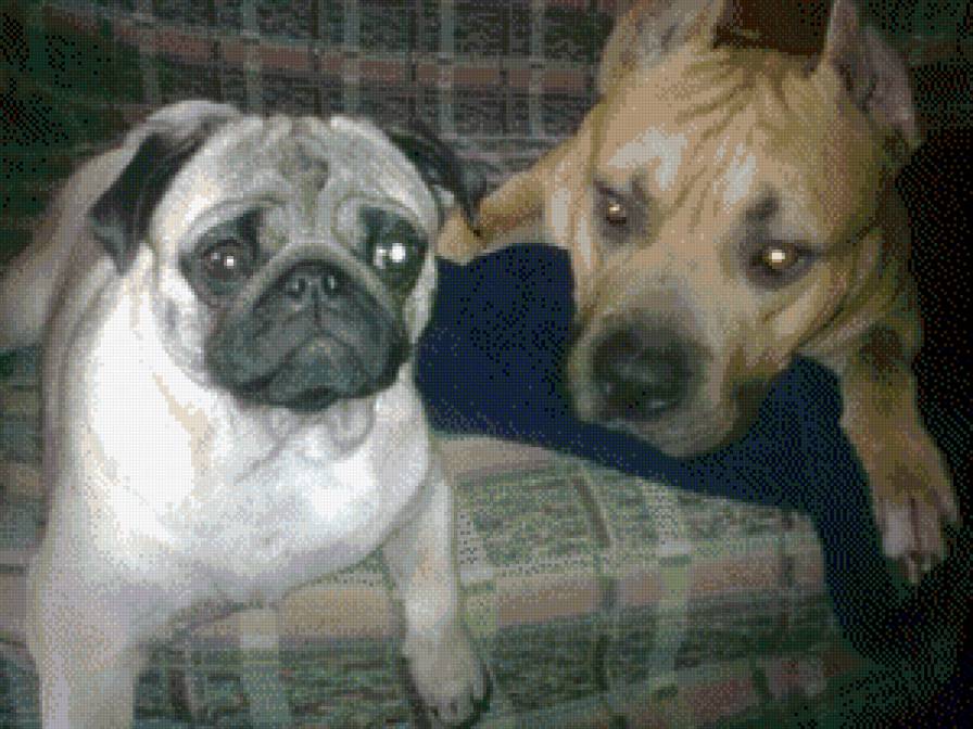 друзья неразлучные - собаки, животные - предпросмотр