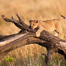 Схема вышивки «На дереве»