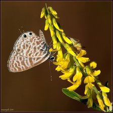 Оригинал схемы вышивки «Бабочка на цветке» (№582317)
