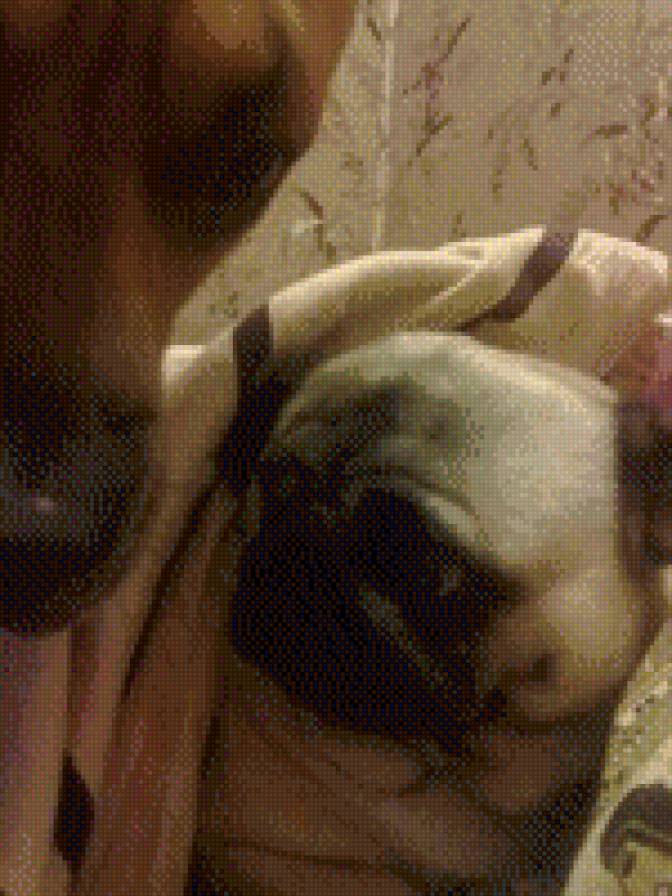 удивление - дружба, животные, собаки - предпросмотр