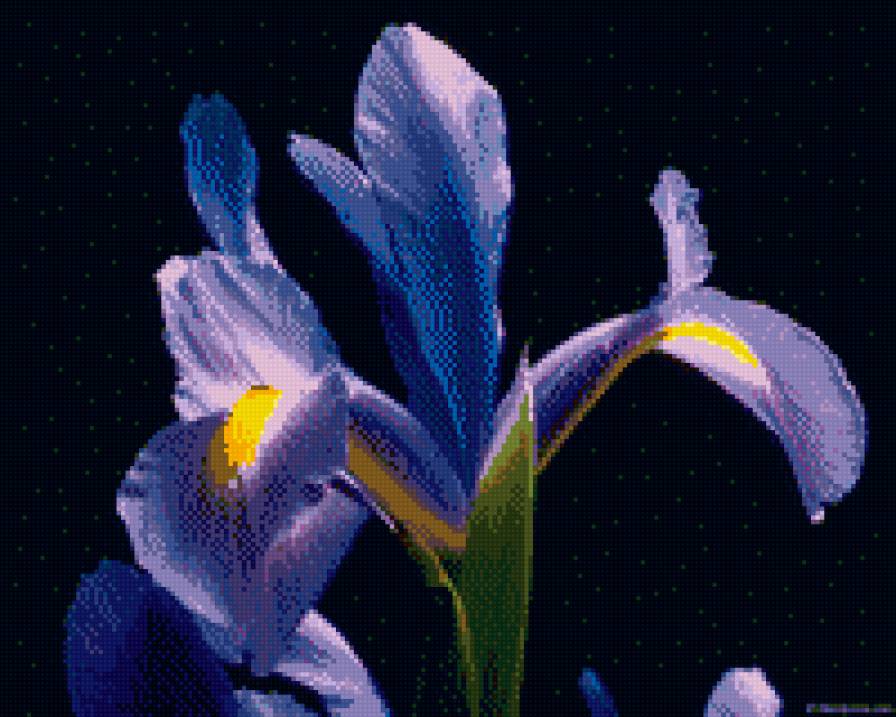 Ирис на черном фоне - предпросмотр