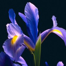 Схема вышивки «Ирис на черном фоне»